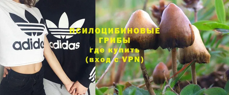 Псилоцибиновые грибы Magic Shrooms  Кизляр 